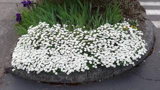 Candytuft  Iberis sempervirens [upl. by Gentille]