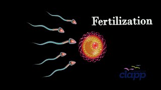 A great compatative journey Human Fertilization in 45 seconds [upl. by Jarl408]