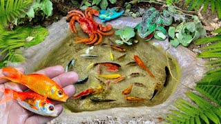 catch bettafish koi fish channa black ghost manfish and millions of other animals [upl. by Goebel]