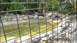 6th Part At Beale Wildlife Park 😂 Funny commentary [upl. by Anwahsit]