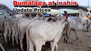 Dumalaga at inahin magkano sa Padre Garcia Batangas Livestock Auction Market  SMB [upl. by Nanreik]