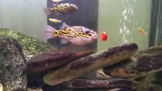 Two Tetraodon biocellatus  Figure8 Puffer Fish eating Snails [upl. by Yannodrahc]