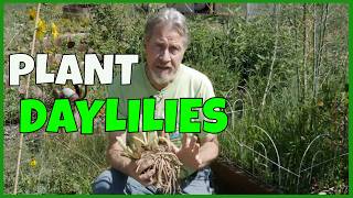 How to Plant Daylilies [upl. by Harms]