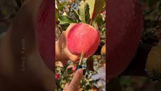 How to Grow Apple Tree From Seeds at Home 🍎 plants farming shorts [upl. by Gabrila464]