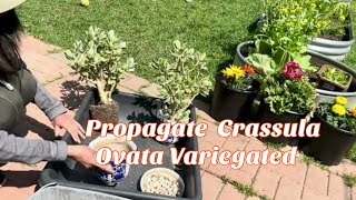 How Propagate Crassula Ovata Variegated Jade Succulent Plant [upl. by Liag751]