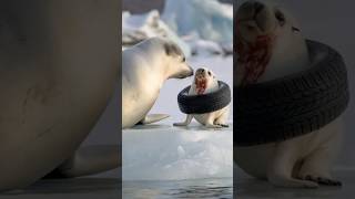 Volunteer saves baby seal trapped in old tire proving kindness can change a life animals seal [upl. by Pederson]