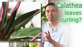 How to fix Calathea leaf curling and general care [upl. by Assele]