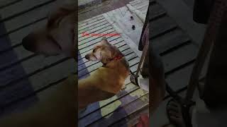 Or kya Happy diwali bolne gaya tha viralvideo doglover shorts leomaster leo bollywoodsongs [upl. by Anitniuq243]