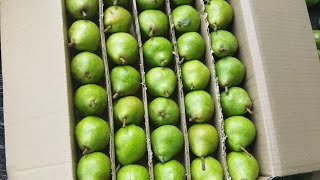 pear 🍐🍐 packing in himachal [upl. by Panaggio]