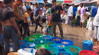 recent aquarium fish price update  galiff street fish market  galiff street new video  28012024 [upl. by Airbma480]