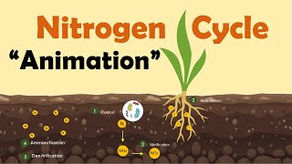 NITROGEN CYCLE  Biology Animation [upl. by Churchill]