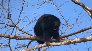 Vocalização de Alouatta belzebul o guaribademãosruivas [upl. by Ellenad]