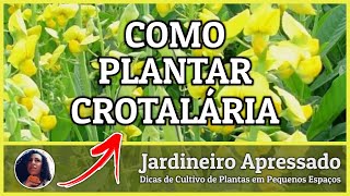 Como Plantar Crotalária [upl. by Raimund]