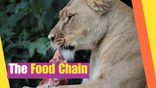 The Food Chain for Kids  What are producers consumers and decomposers in the food chain [upl. by Aiclid]