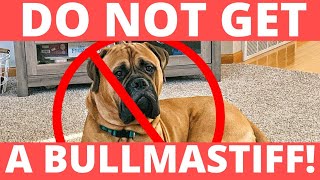 Do NOT Get A BULLMASTIFF [upl. by Oicirbaf]