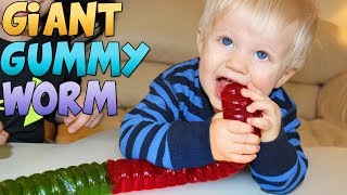 Worlds Largest Gummy Worm [upl. by Arrim61]