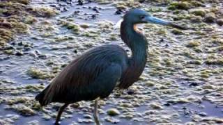 Florida Birding Everglades National Park Green Cay Wakodahatchee and Laxahatchee wildlife refuges [upl. by Aseyt]