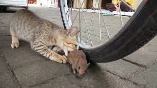 cat hunting mouse part 2 [upl. by Hinda]