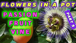 🌺 Passion Fruit Flowers Tips amp Tricks for Success in CONTAINER Gardening passionfruit [upl. by Cirone]