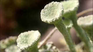 Lichen Cladonia [upl. by Eittak]