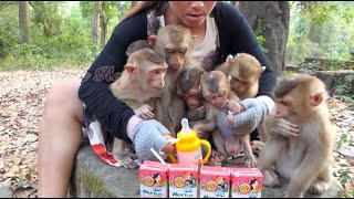 Feed milk for all abandoned monkeys [upl. by Brunelle237]