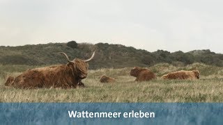 Wattenmeer erleben Urlaub auf Langeoog [upl. by Anerres]