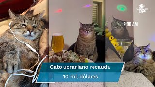 Stepan el gato de TikTok que recauda donativos para ayudar a animales en Ucrania [upl. by Fontana]