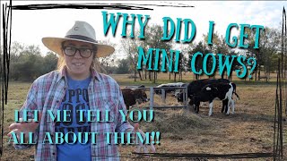 WHY MINI COWS  why I chose mini zebu cattle for my homestead [upl. by Pavlish]