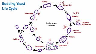 Budding Yeast Life Cycle Saccharomyces cerevisiae  Mycology  Biology [upl. by Zebadiah]