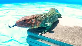 Caiman lizard pool party [upl. by Nainatrad490]