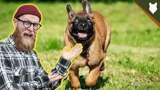 What To Do With A NEW BELGIAN MALINOIS PUPPY [upl. by Hett]