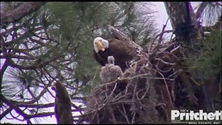 SWFL Eagles  Eating on the edge with E8 22116 [upl. by Netram306]