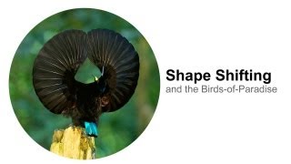 Shape Shifting and the BirdsofParadise [upl. by Daryn]