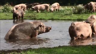 Zo leven de biologische varkens van De Groene Weg [upl. by Deni]