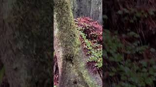 Redwoods and rain [upl. by Elcarim]