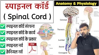 स्पाइनल कॉर्ड  Spinal Cord  Nervous System  Anatomy and physiology  Anatomy  Physiology [upl. by Rodrique]