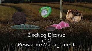 Blackleg disease and resistance management [upl. by Weihs]