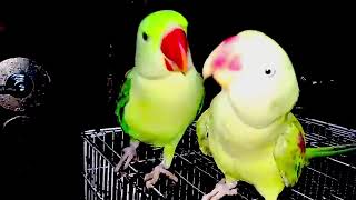 Parrot Natural Sounds  Parrot Talking [upl. by Dorri]