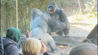 Gorilla fight at Bronx zoo [upl. by Nylram]