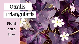 Oxalis Triangularis  Oxalis triangularis carePurple ShamrockButterfly plant [upl. by Yror]