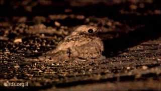 Egyptian Nightjar  Caprimulgus aegyptius  תחמס מצרי [upl. by Tasia]