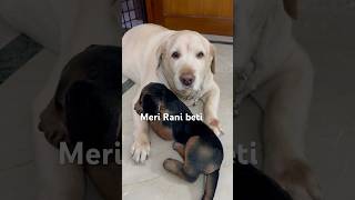 Chanda jaisa to…😍🥰labradoor doglover 2024 funnycomedy song ￼ [upl. by Fredrick]