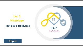 Lec 1  Histo  Testis amp Epididymis  Repro 42 [upl. by Linette]