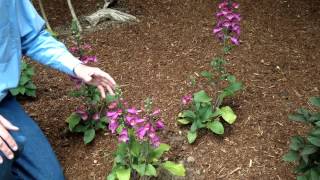 Digitalis purpurea  Foxglove  Landscape and Garden Flowers [upl. by Cheri]