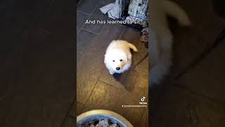 Pyrenean Mountain Dog puppy training sit for food 🐶 shorts [upl. by Omer]