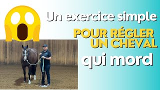 quotComment réagir face à un cheval qui mord et envahit votre espacequot [upl. by Haiacim]