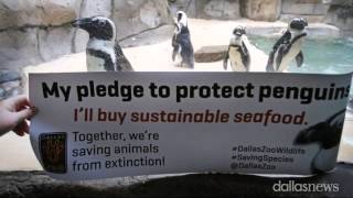 Dallas Zoo Works To Protect Penguins [upl. by Selfridge]