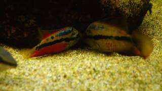 Trichromis Salvini quotUsumacintaquot pre breeding behavior [upl. by Krys]