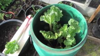 Forcing rhubarb in a barrel a horticultural technique not an abduction method [upl. by Neit547]