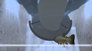 Fish Entering Archimedes Screw [upl. by Noicpesnoc761]